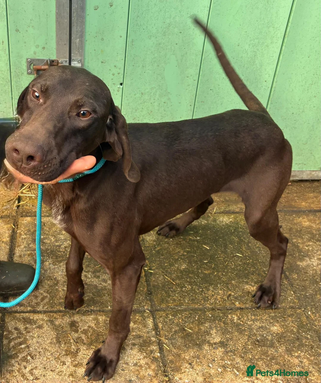 German Shorthaired Pointer dogs for sale: German shorthaired pointer puppies in Beith - Advert 3