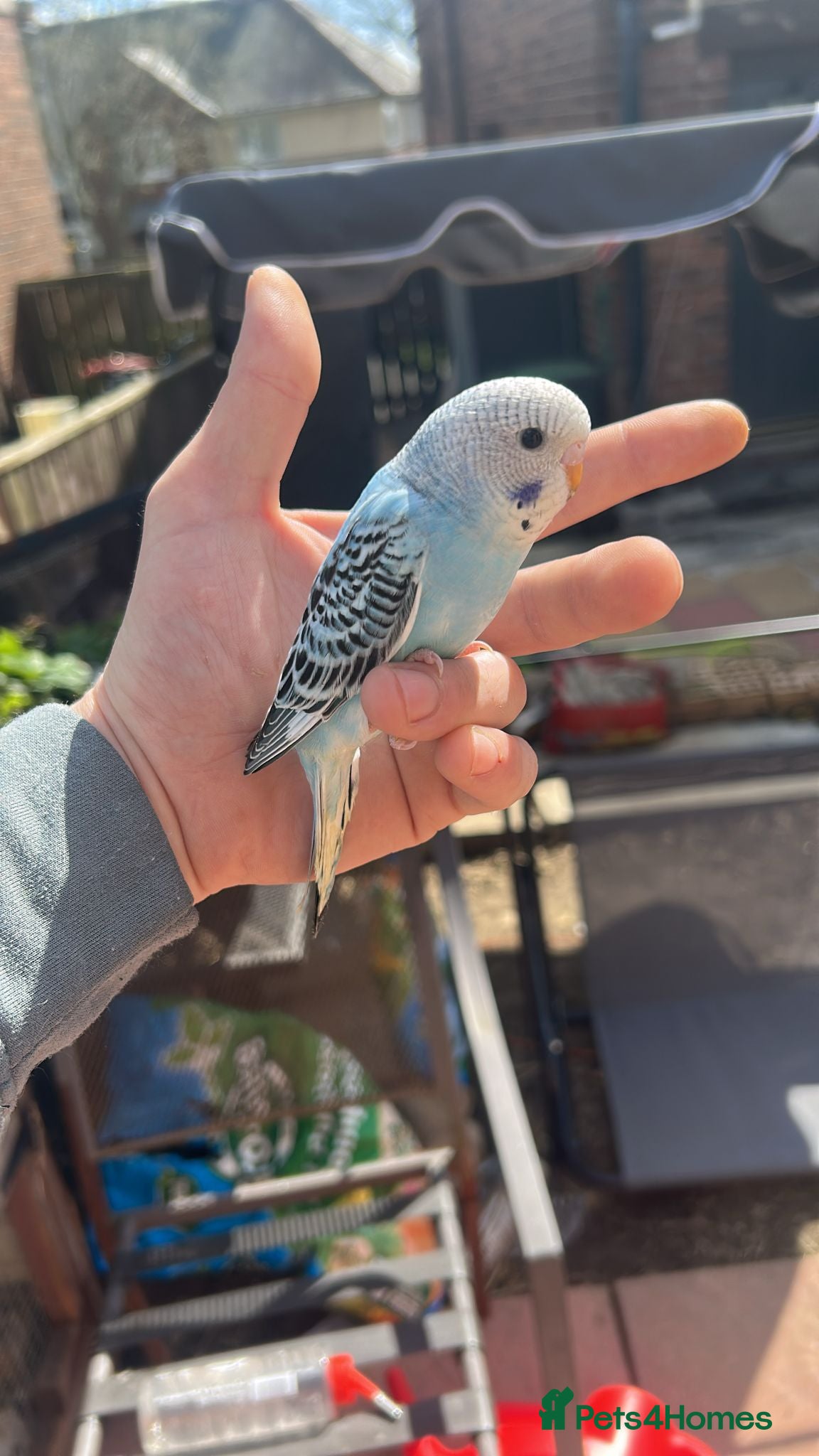 Budgerigars birds Hand tame budgies  - Advert 7