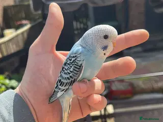 Budgerigars birds Hand tame budgies - Advert 6