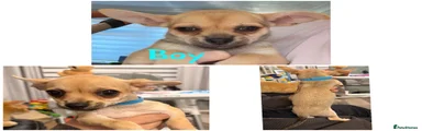 Chihuahua 4