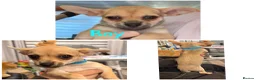 Chihuahua dogs for sale: Chihuahua pups for sale  - Advert 7