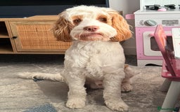 Cockapoo dogs for stud: Handsome Proven Cockapoo Stud Available - Image 3