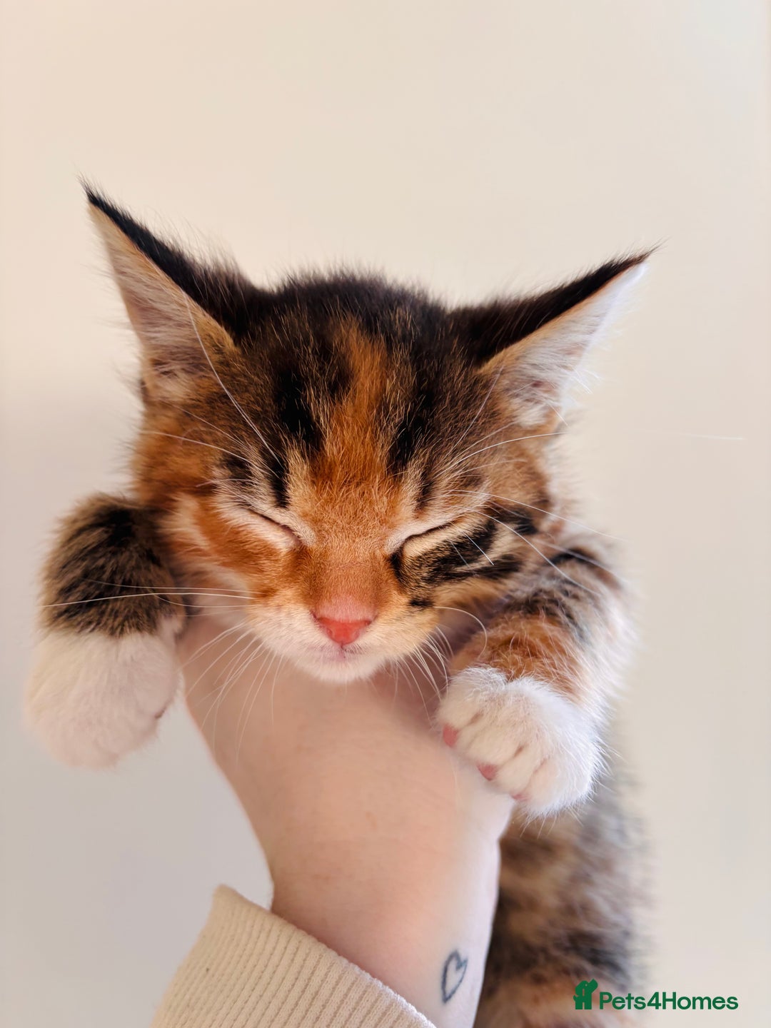 Bengal cats for sale: Mixed bengal male - Advert 7