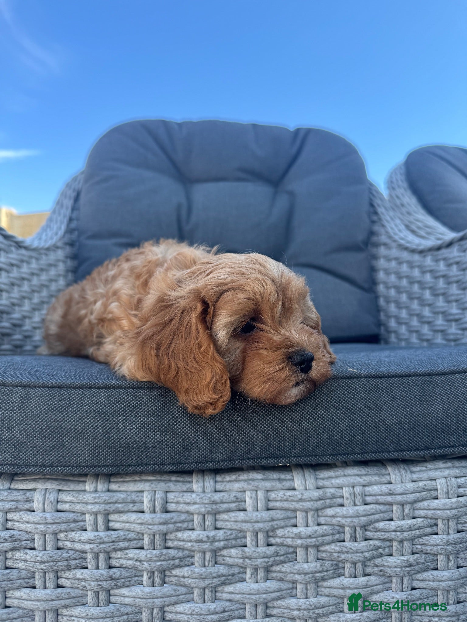 Cavapoo dogs Cavapoo🐾 puppies F1 extensively health tested - Advert 2
