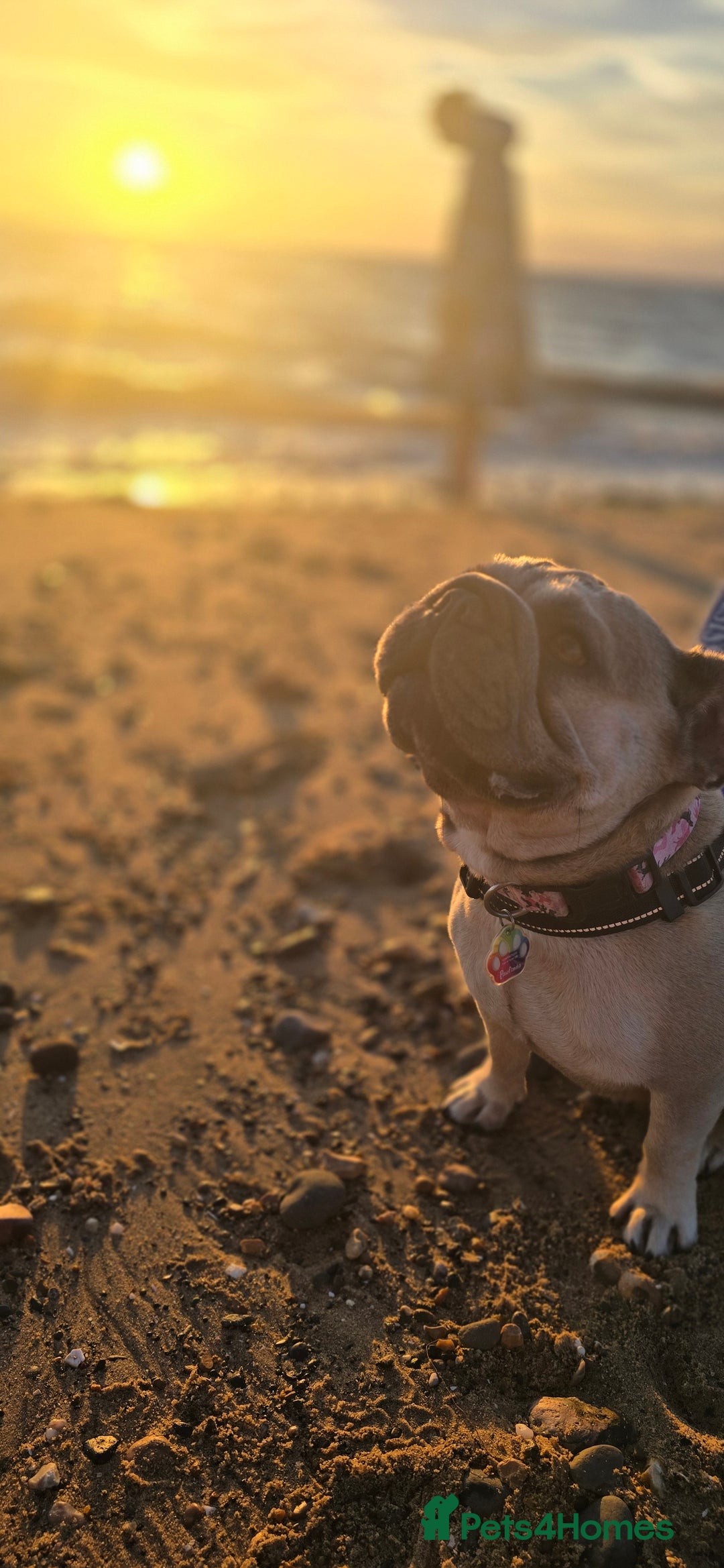 French Bulldog dogs for sale: Special home for Petal, French Bulldog wanted - Image 2