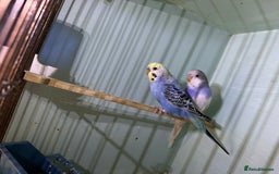 Budgerigars birds for sale: Two budgies  - Image 2
