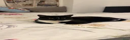 Mixed Breed cats for sale: Rehome my lovely Vader  - Advert 6