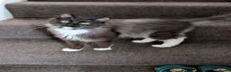 Ragdoll cats for sale: Gorgeous Tuxedo Smoke Ragdoll Cross Boy - Advert 7