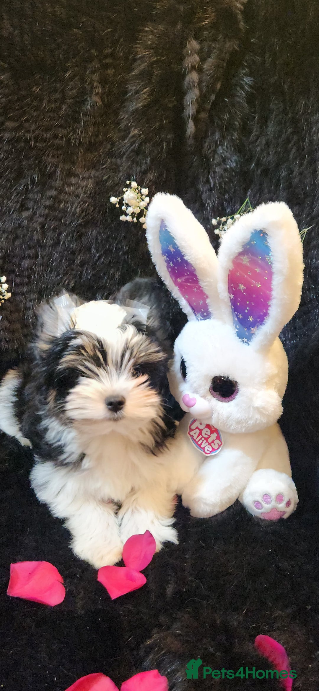 Yorkshire Terrier dogs for sale: Luxury Yorkshire Terrier Puppies/Home Raised/IHR   - Advert 4