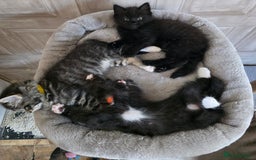 Ragdoll cats for sale: Ragdoll dad Persian cross mum - Image 4