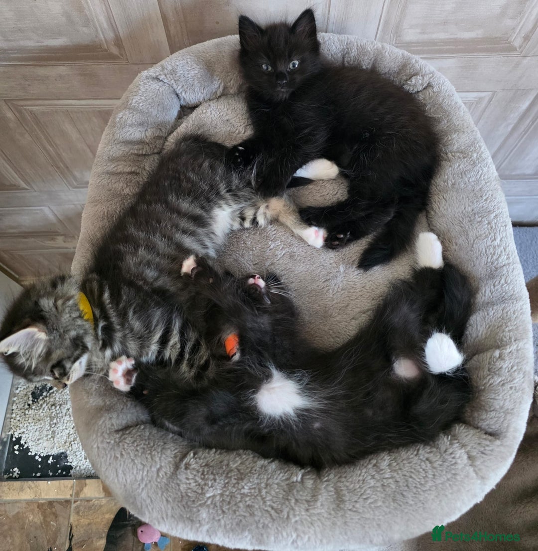 Ragdoll cats for sale: Ragdoll dad Persian cross mum - Image 4