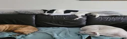 Mixed Breed dogs for adoption: Meet Ottilie,residing in North Lanarkshire  in Airdrie - Advert 7