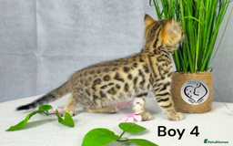 Bengal cats for sale: 3 brown bengal boys - Image 17