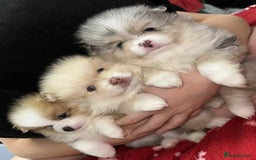 Pomeranian dogs for sale: Rare Pomeranian blue eyed puppys - rare colours - Image 4