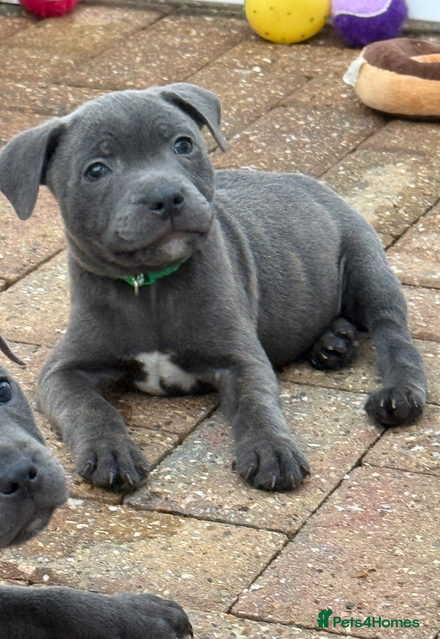 Staffordshire Bull Terrier dogs KC Health Tested SBT Puppies. - Advert 2