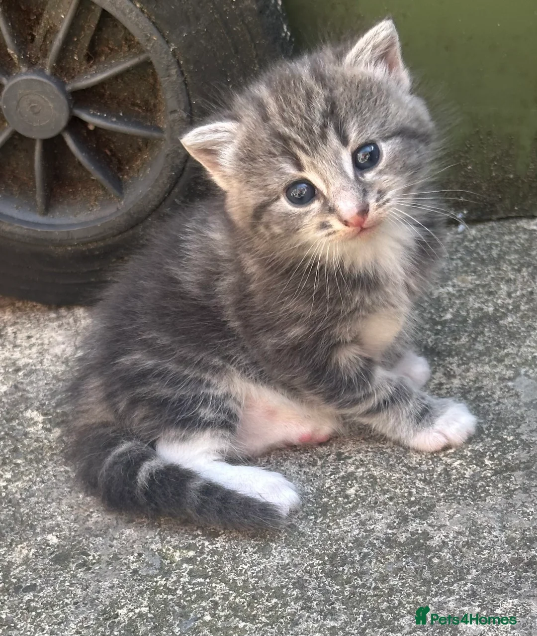 British Shorthair cats for sale: Beautiful Kittens Ready for Loving Homes - Advert 2