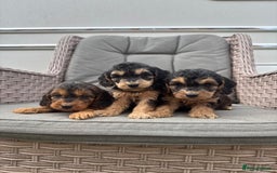 Cockapoo dogs for sale: F1 Cockapoos puppies (council licensed breeder) - Image 12