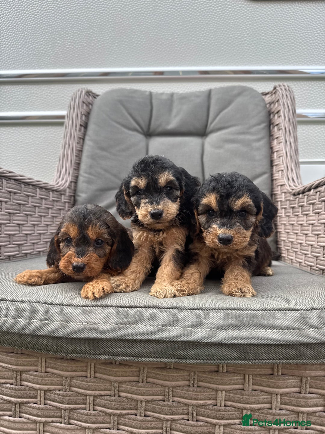 Cockapoo dogs for sale: F1 Cockapoos puppies (council licensed breeder) - Image 12