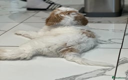 Goldendoodle dogs for sale: Golden Doodle Girl Ready Now - Image 3