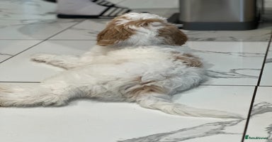 Goldendoodle dogs - Advert 2