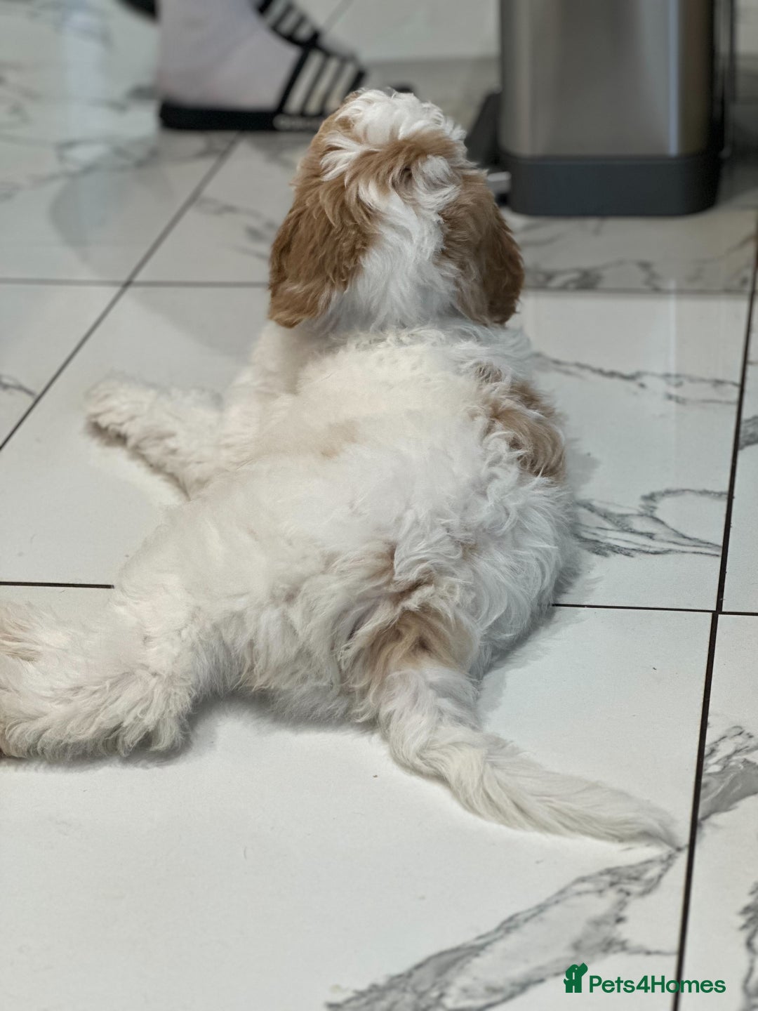 Goldendoodle dogs for sale: Golden Doodle Girl Ready Now - Image 3