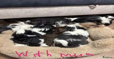 Shih Tzu dogs - Advert 9