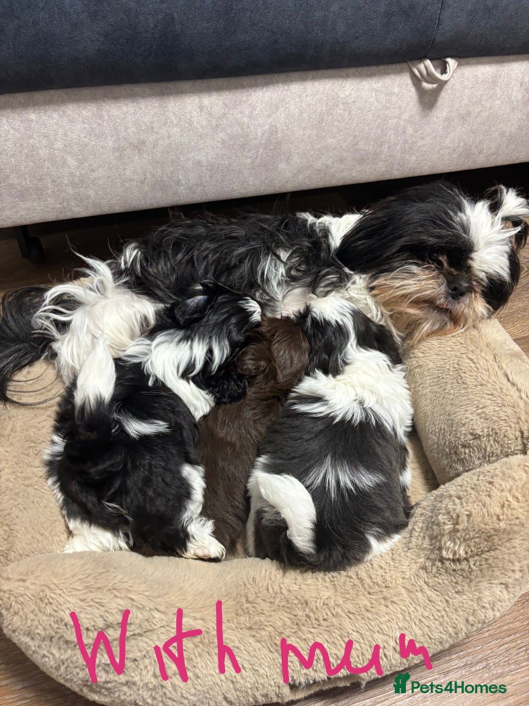 Shih Tzu dogs for sale: Imperial Shih Tzu Ready to leave - Image 12