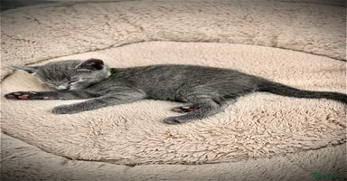 Russian Blue cats - Advert 14