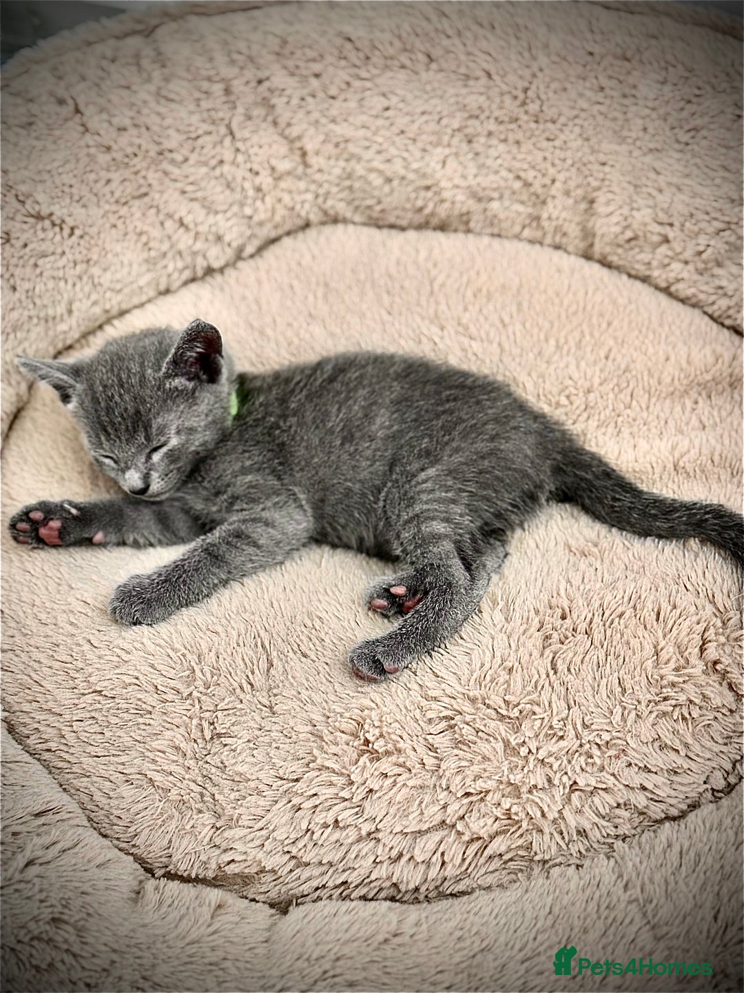 Russian Blue cats for sale: 🩵GCCF Registered Russian Blue kittens 🩵 - Image 8