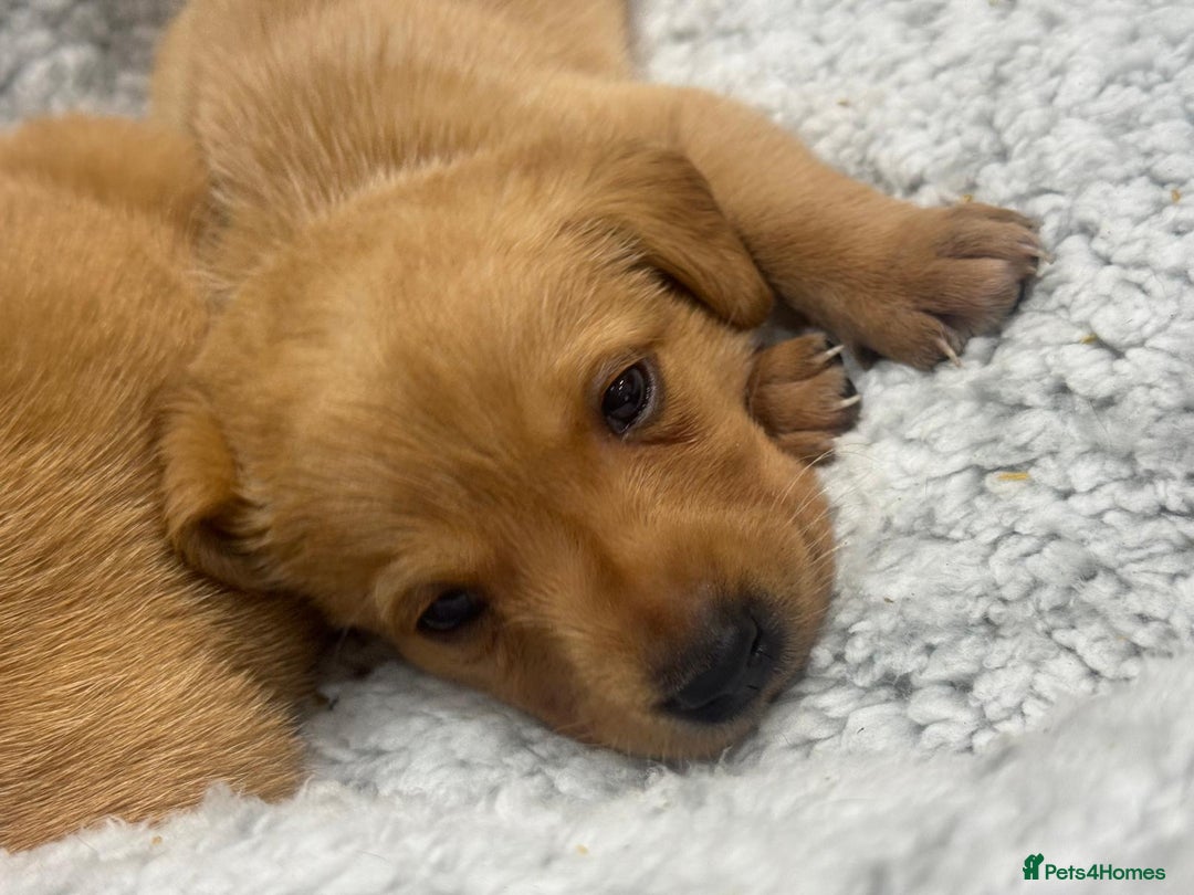 Labrador Retriever dogs for sale: Labrador Puppies  - Advert 1