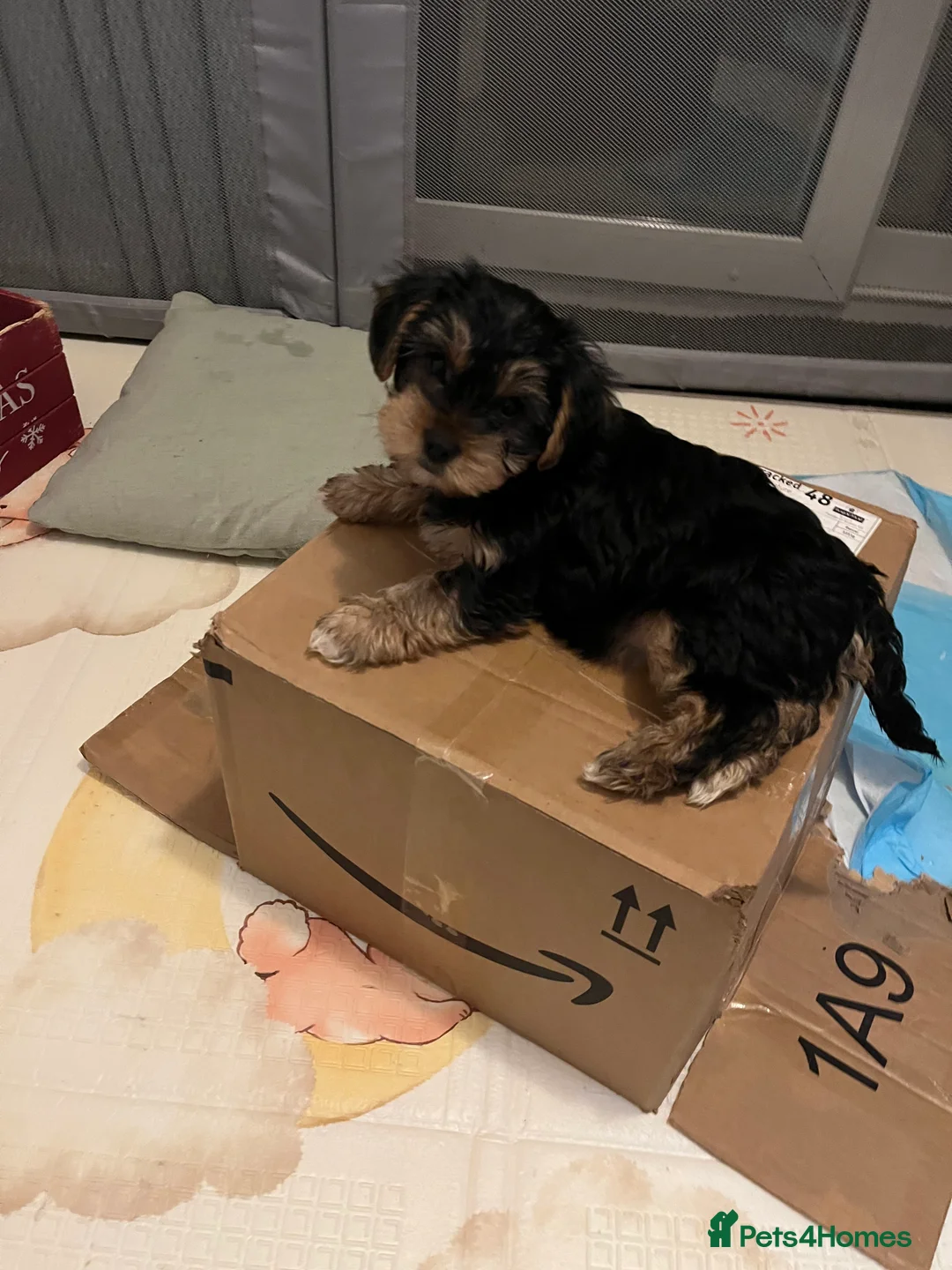 Yorkshire Terrier dogs for sale: READY NOW..PEDIGREE YORKSHIRE TERRIER FOR SALE - Advert 33