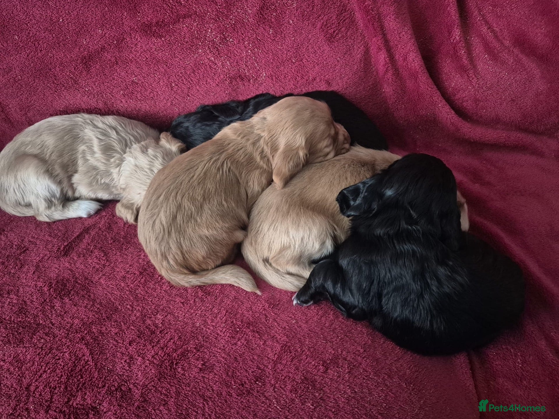 Cocker Spaniel dogs 5 gorgeous cocker spaniel pups  - Advert 3