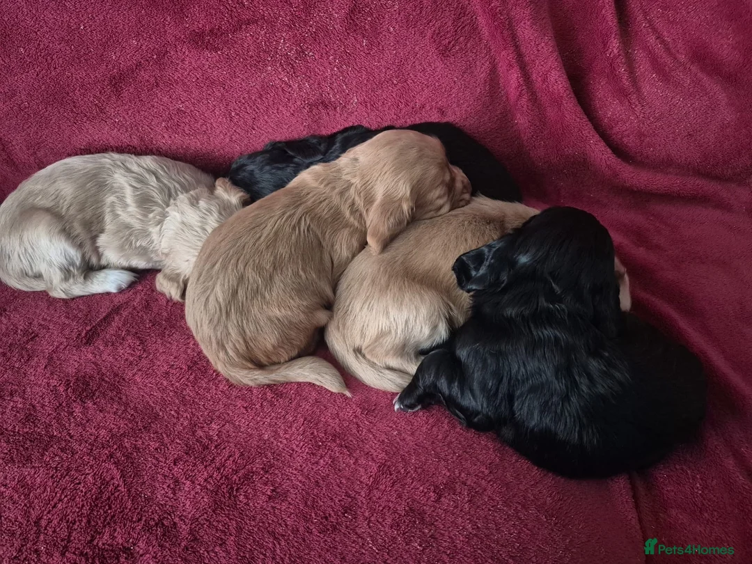 Cocker Spaniel dogs for sale: 5 gorgeous cocker spaniel pups  - Advert 1