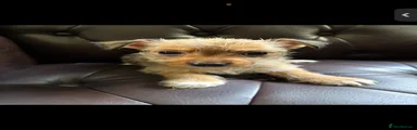 Westiepoo 4