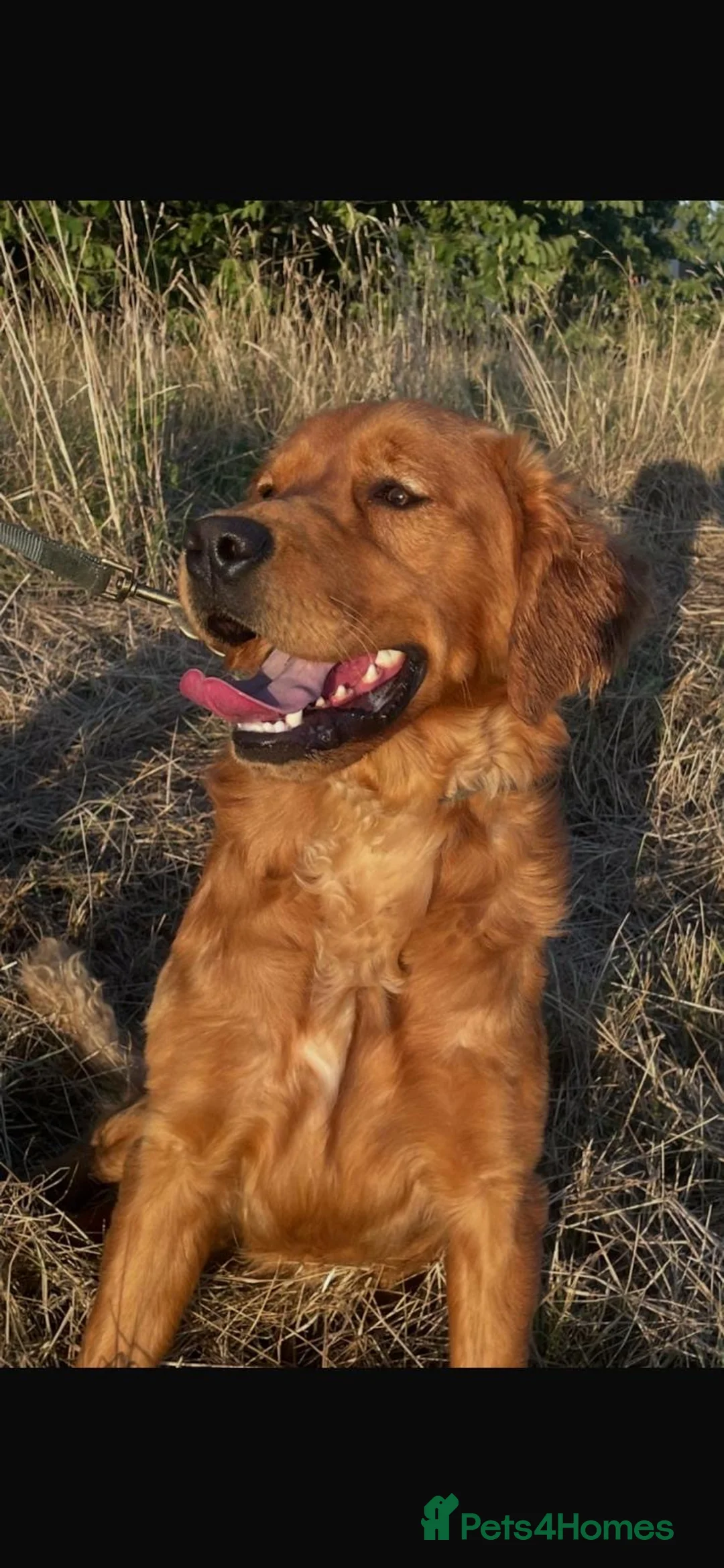 Goldador dogs for sale: Chunky dark red goldador puppies  - Advert 5