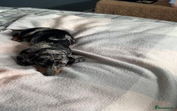 Miniature Dachshund dogs for sale: Rocky  - Image 2