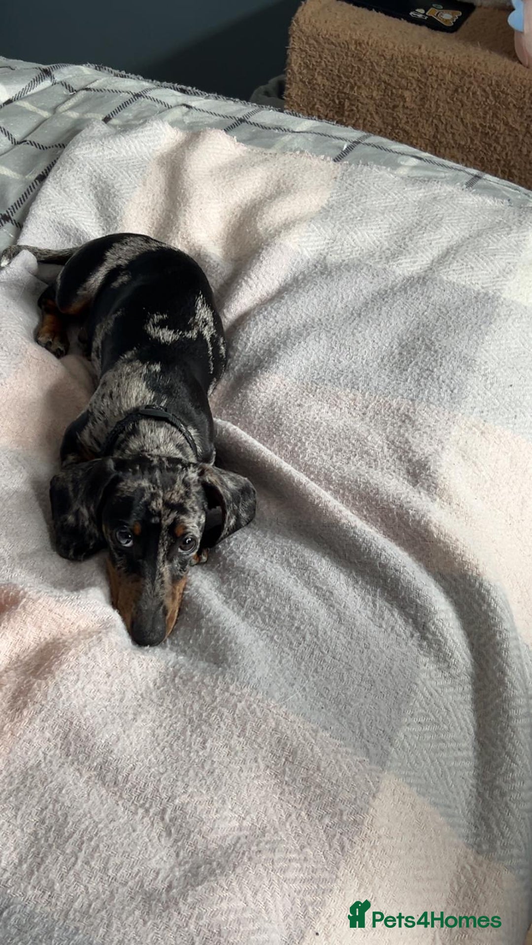 Miniature Dachshund dogs for sale: Rocky  - Image 2