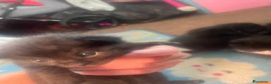 Female x3