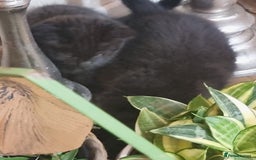 Tonkinese cats for sale: 2 male half tonkinese kittens for sale - Image 4