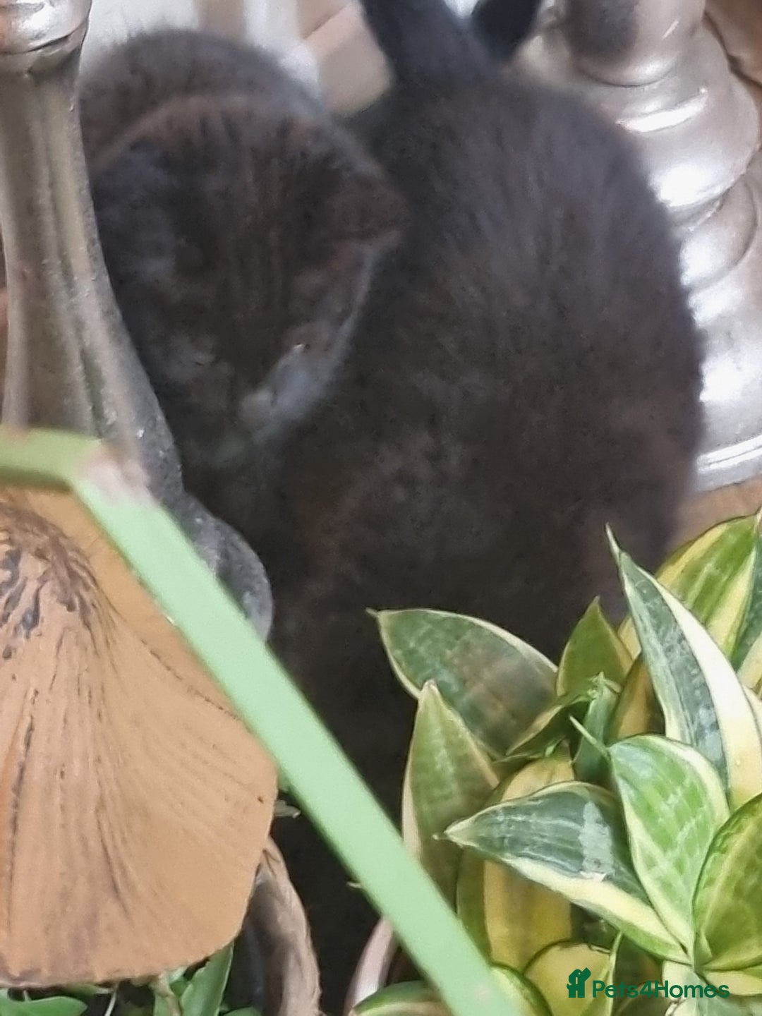 Tonkinese cats for sale: 2 male half tonkinese kittens for sale - Image 4