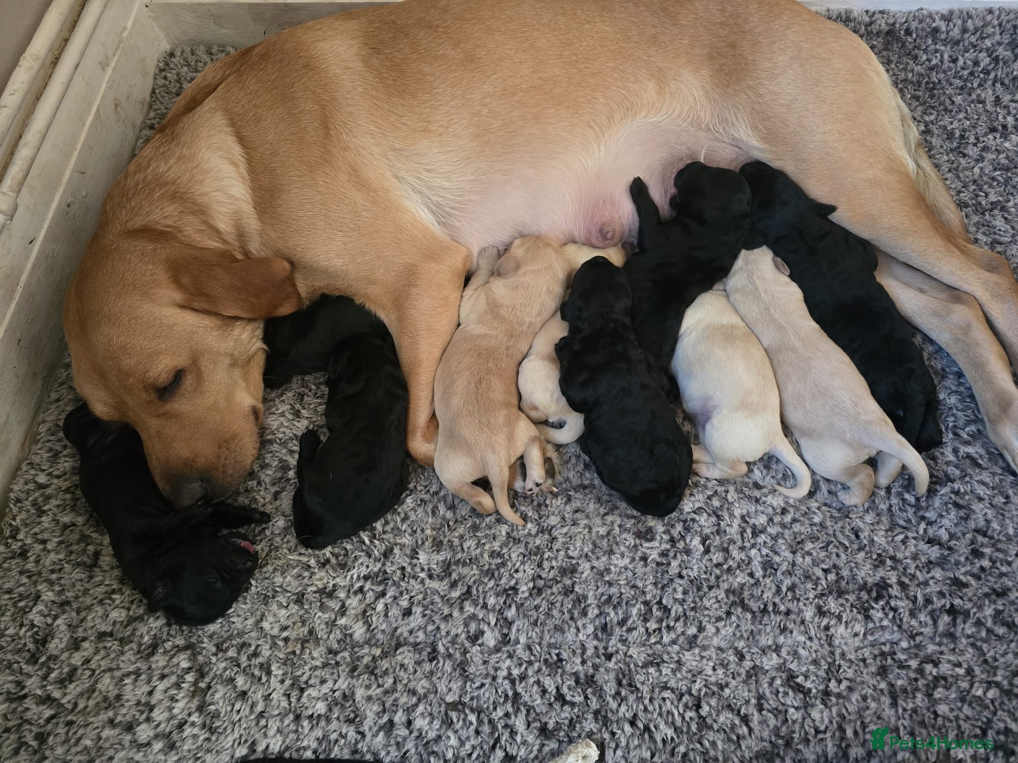 Labradoodle dogs Ready now F1 labradoodles  - Advert 3