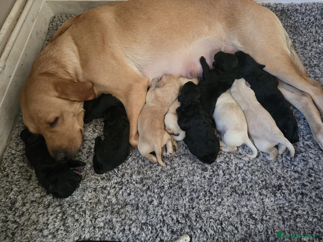 Labradoodle dogs for sale: Ready now F1 labradoodles  - Advert 1