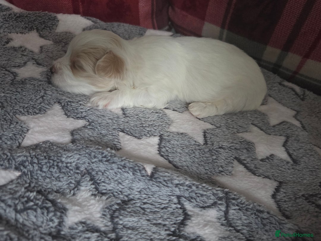 Maltese dogs for sale: 3 boys 1 girl x maltese puppies - Advert 38