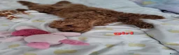 Toy Poodle dogs for sale: Adorable TOY POODLE pups - Advert 5