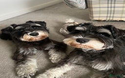 Mixed Breed dogs for sale: Miniature Schnauzer X Yorkshire Terrier - Image 9