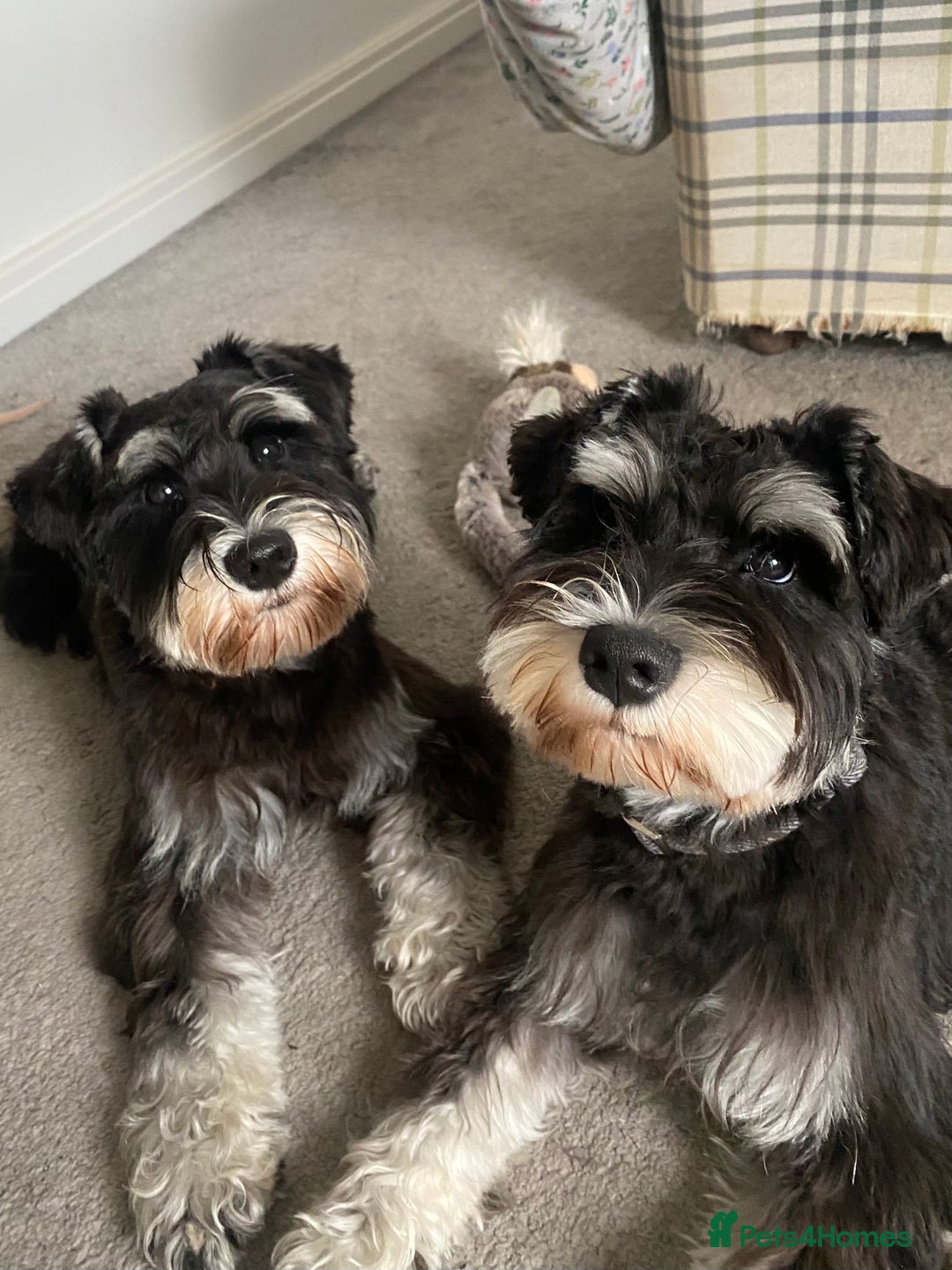 Mixed Breed dogs for sale: Miniature Schnauzer X Yorkshire Terrier - Image 9