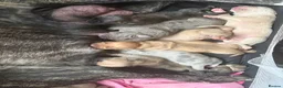 Mixed Breed dogs for sale: Cane Corso/Siberian husky puppies  in Blyth - Advert 5