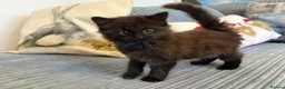 Ragdoll cats for sale: Gorgeous male brown ragdoll cross kitten for sale - Advert 2