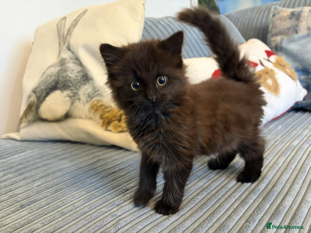 Ragdoll cats for sale: Gorgeous male brown ragdoll cross kitten for sale - Advert 2