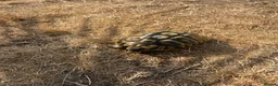 Tortoise reptiles for sale: Uk Bred Hermann tortoises - Advert 2